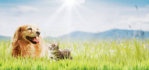 istock Happy pets spending time outdoors 2150927591