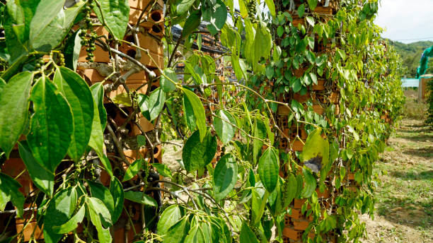 asia landscape asia landscape kampot stock pictures, royalty-free photos & images