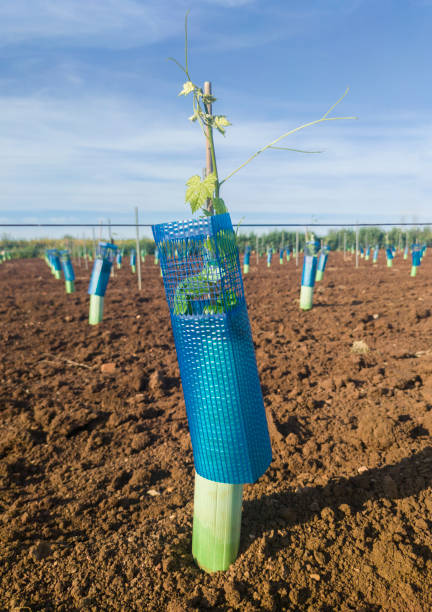 Plants protected by treeguard and vine protection sleeve against animals and herbicides