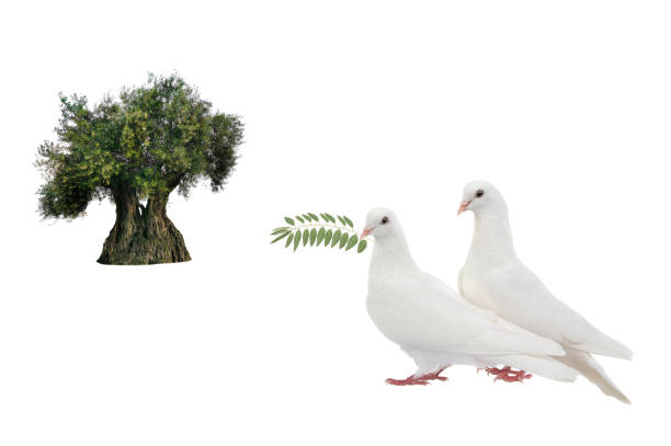 istock olive tree and white doves with olive branch isolated on white 2150928352