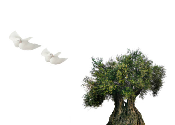 istock olive tree and two white dove in flight on a white background. 2150928357