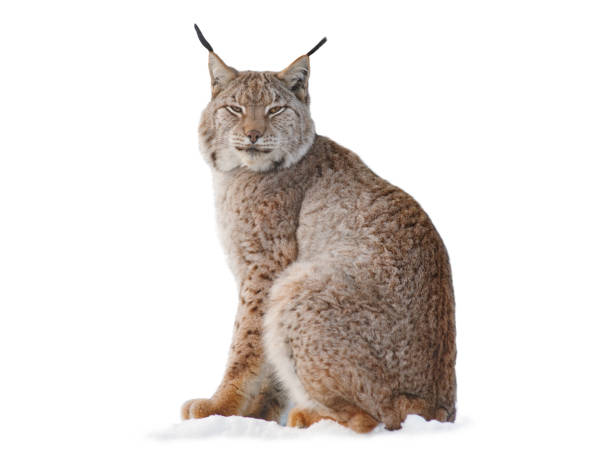 istock Carpathian lynx sitting on the snow isolated on a white background 2150928484