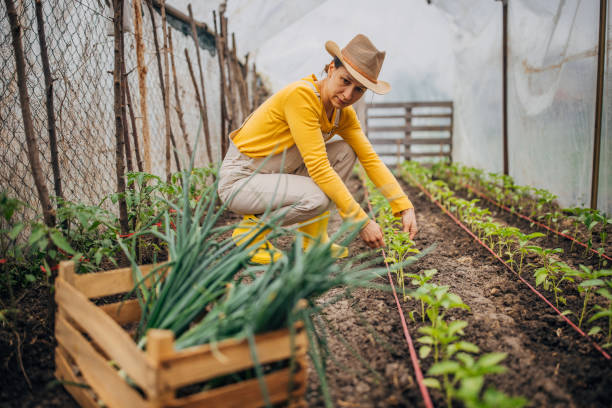 istock Gardener tending to plants in a greenhouse 2150928954