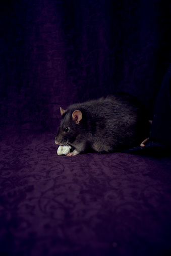 fat berkshire standard rat eats popcorn