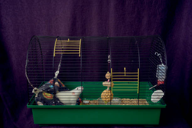 pet rats in a cage too small for life