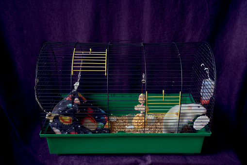 pet rats in a cage too small for life