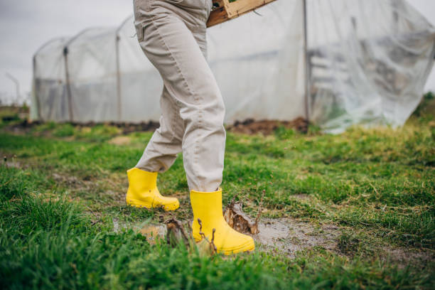 Vivid image focusing on a pair of yellow boots stepping into a puddle, with a greenhouse in the background, signifying agricultural work and the demands of nature