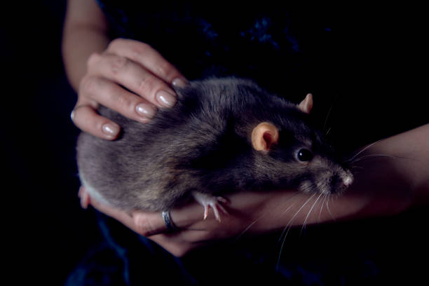 istock a berkshire standard rat cuddles with its owner 2150929617