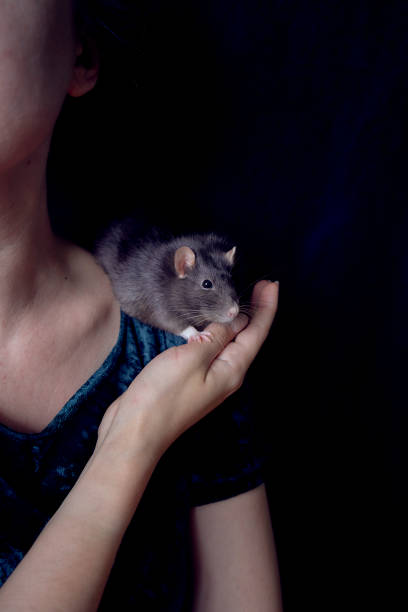 istock a berkshire standard rat cuddles with its owner 2150929622