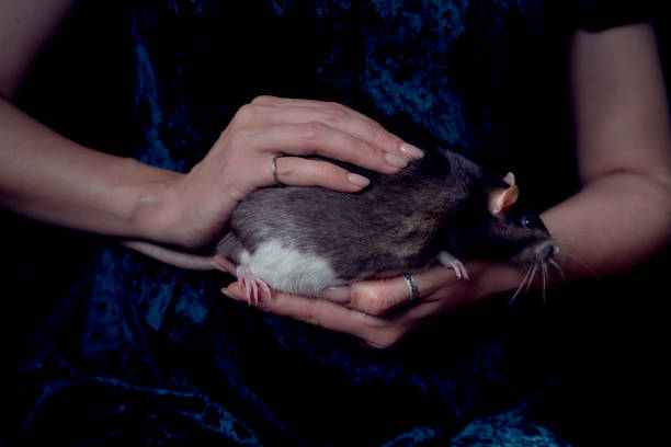istock a berkshire standard rat cuddles with its owner 2150929631