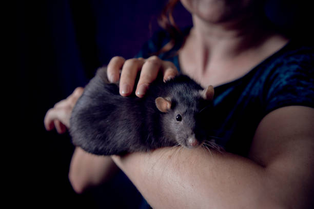 istock a berkshire standard rat cuddles with its owner 2150929636