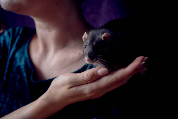 istock a berkshire standard rat cuddles with its owner 2150929644