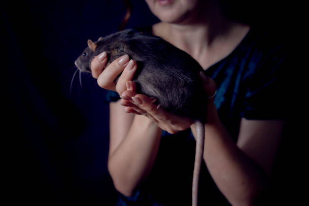 a berkshire standard rat cuddles with its owner