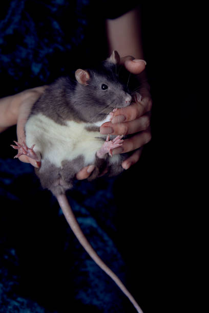 istock a berkshire standard rat cuddles with its owner 2150929653