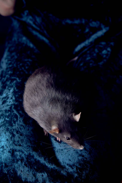 istock a berkshire standard rat cuddles with its owner 2150929656