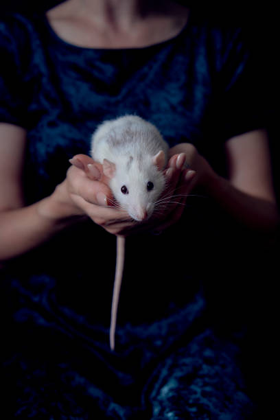 istock a husky dumbo rat cuddles with its owner 2150929657