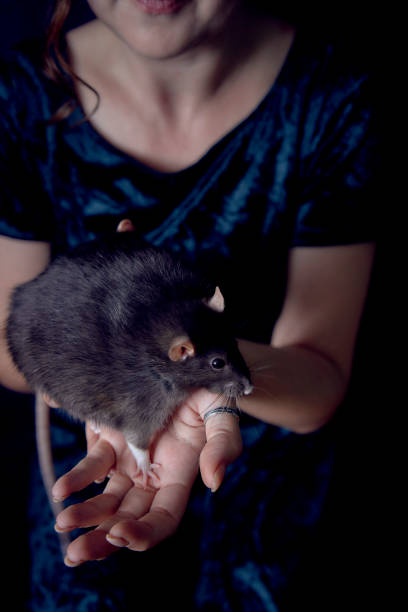 istock a berkshire standard rat cuddles with its owner 2150929659