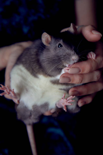 istock a berkshire standard rat cuddles with its owner 2150929664