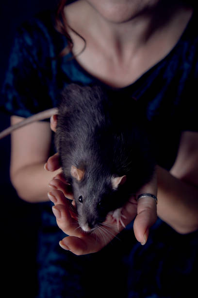 istock a berkshire standard rat cuddles with its owner 2150929667