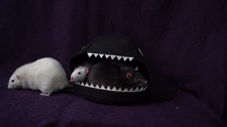 inquisitive pet rats run around the bed, a house in the shape of a shark