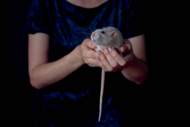 istock a husky dumbo rat cuddles with its owner 2150929676