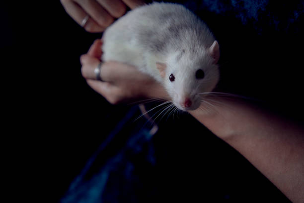 istock a husky dumbo rat cuddles with its owner 2150929679