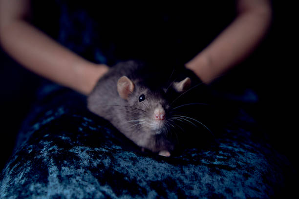 berkshire standard rat cuddles with its owner