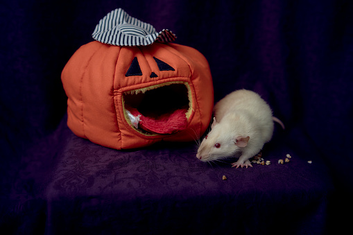 an  albino standard rat hides in the bed house in the shape of a pumpkin