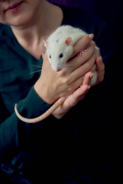 istock a husky dumbo rat cuddles with its owner 2150929715