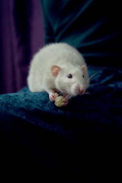 husky dumbo rat cuddles with its owner
