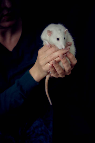 A tiny white hamster with jet-black eyes is determinedly attempting a great escape. It scales the bars of its cage, tiny claws gripping tightly. Its slender body stretches upwards, nose twitching towards the tempting freedom just beyond. The dark, beady eyes are fixed with intense focus on the world outside its wired walls, full of hope and mischief.