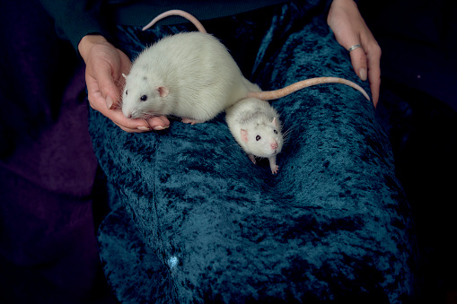 albino  standard rat and albino standard rat cuddles with theie owner