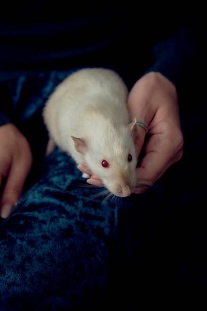 istock an albino standard rat cuddles with its owner 2150929734