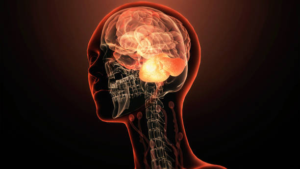 istock Human brain cerebellum anatomy 2150929918