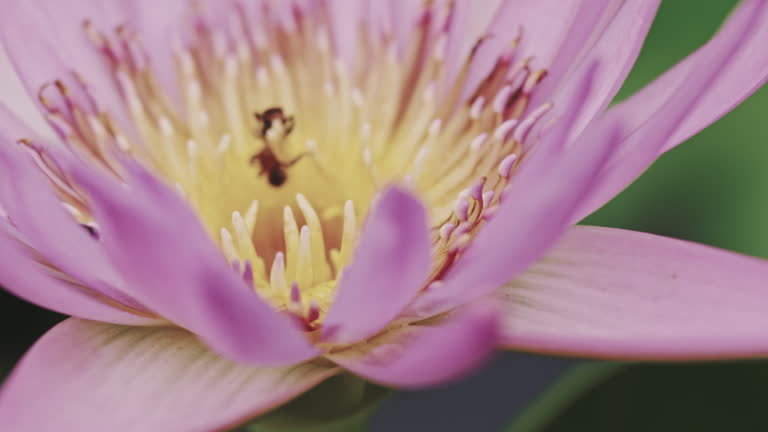 Purple lotus and bees