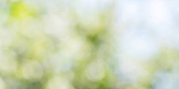istock Sunny green foliage bokeh background 2150930742