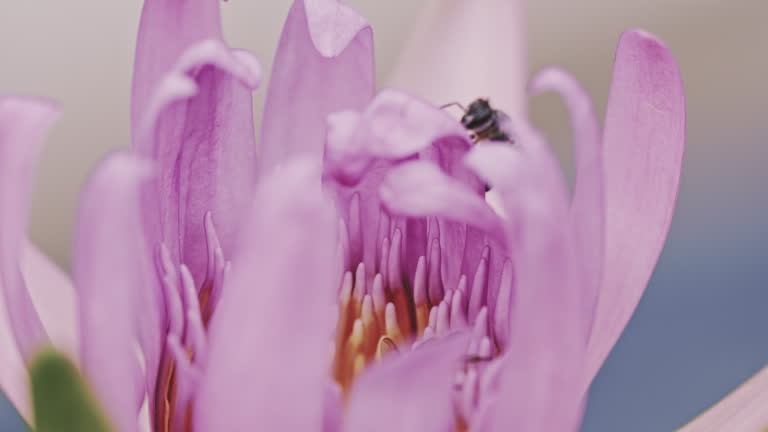 Bee on purple lotus