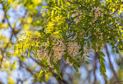 Lush clusters of blooming white acacia flowers
