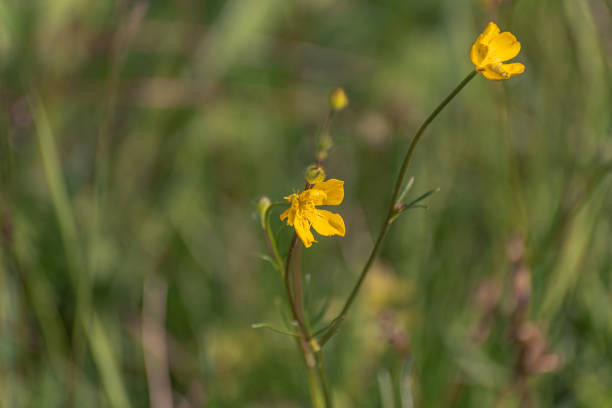 istock Blooming buttercup flowers in grass 2150931338