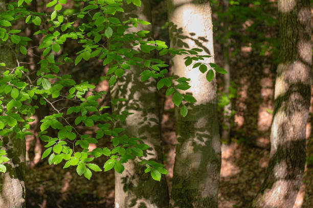 Spring landscape of beech mountain forest