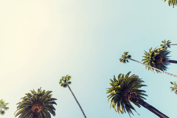istock A perfect summer day and tall palms 2150931382