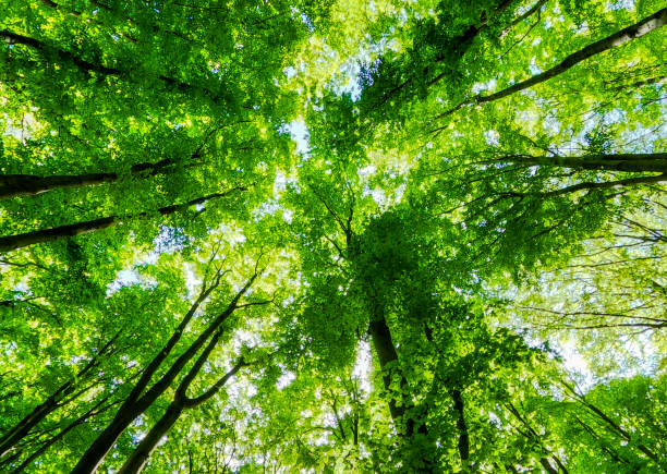 istock Spring landscape of beech mountain forest 2150931405