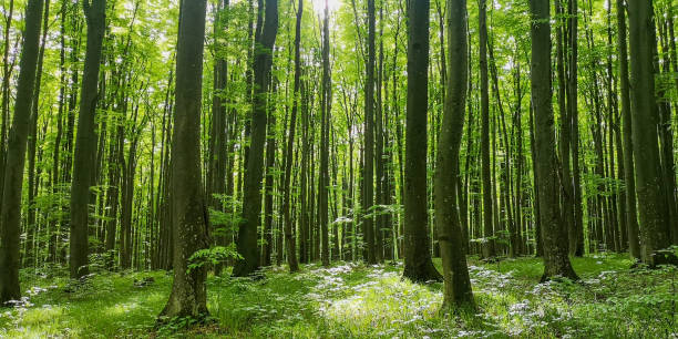 istock Spring landscape of beech mountain forest 2150931417
