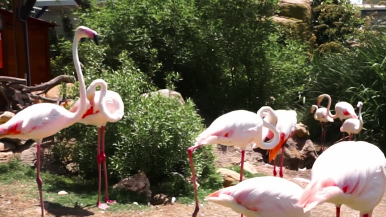 A group of flamingos preen themselves and preen their feathers in their natural habitat among grass and trees. Video camera movement to approach magnificent romantic tropical birds