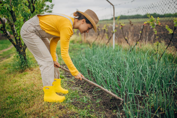 istock Woman farmer working in garden with hoe 2150933952