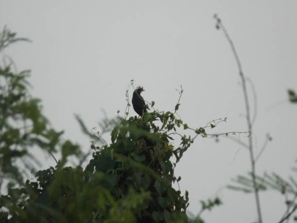 istock A black myna perches on the top of a tree. 2150934390