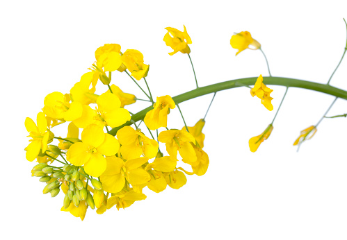 A close-up of bright yellow canola flowers, showcasing their delicate petals and green stems, isolated on a white background. Clipping path included