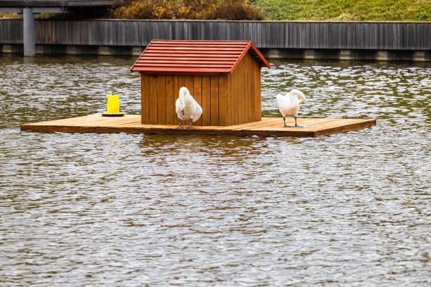 floating house for swans in the park. swan cleans feathers. swans in a pond