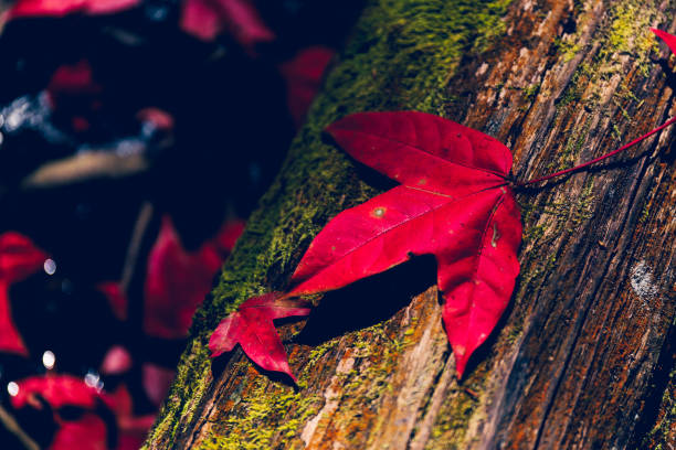 Red maple leaf at Phu Luang Wildlife Sanctuary, Loei, Thailand.( Acer calcaratum )