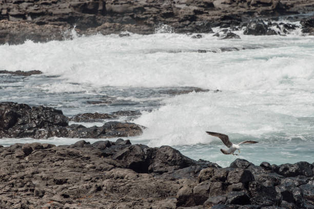 a seagull lands on a rock in front of stormy surf